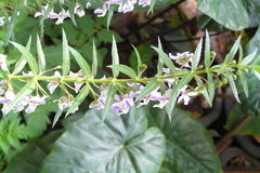 Angelonia salicariifolia